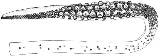 giant_squid_tentacle_club