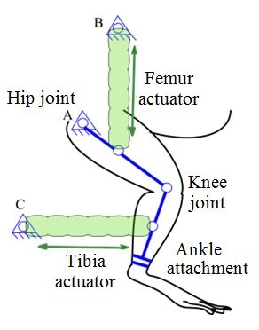 rat_exoskeleton
