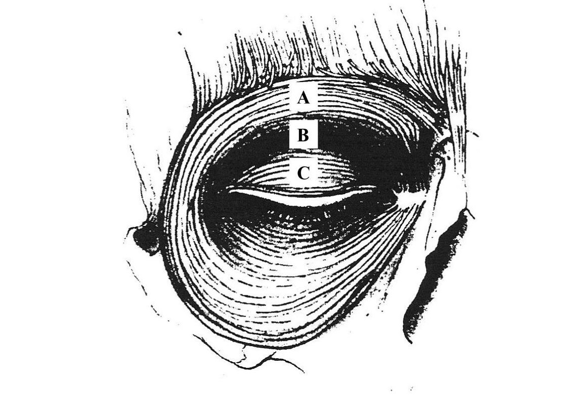 Orbicularis