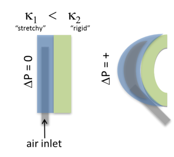 pneunets1