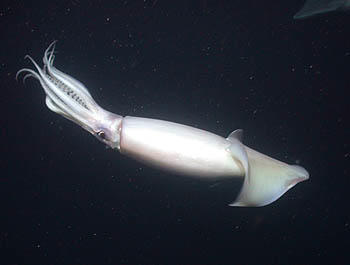 dosidicus6-350.jpg