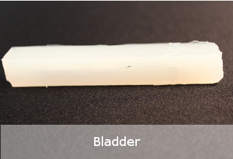 bladder.png