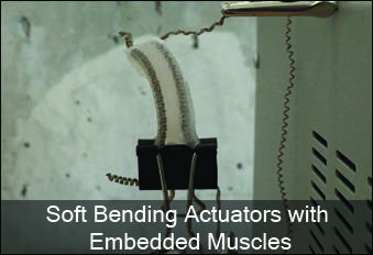 embeddedcoiledmucles.jpg