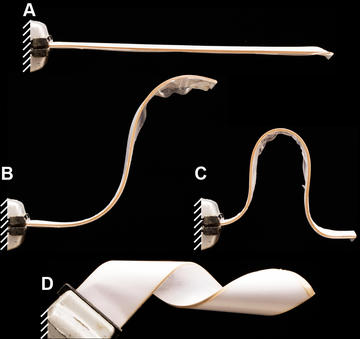 Shape Lock Ability of LJS
