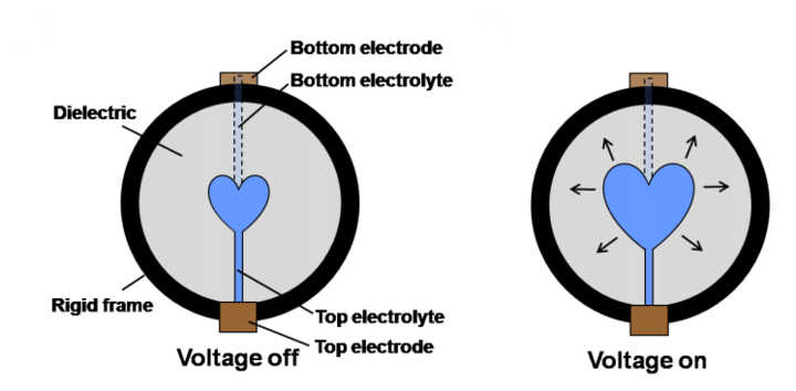 heart_diagram.png