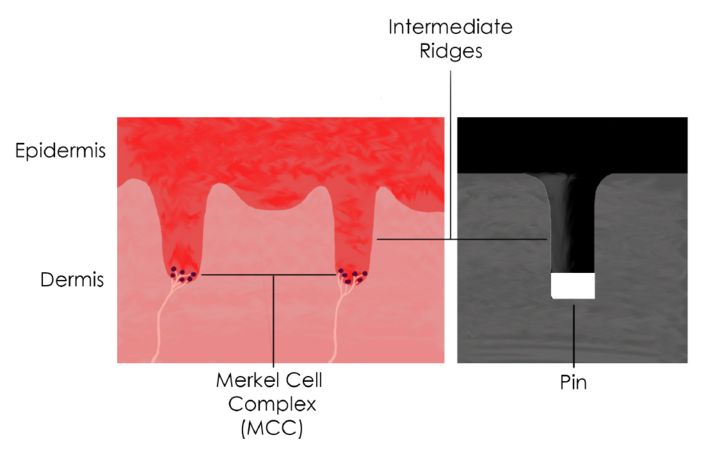 biomimetic_design.png