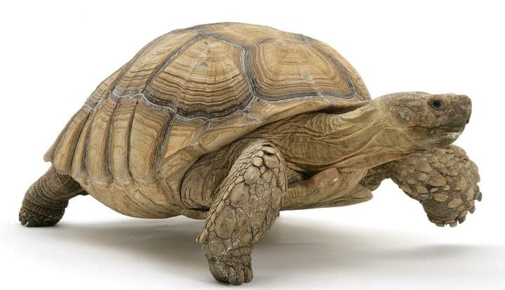 A picture of real tortoise