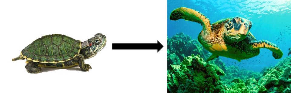 tortoise to turtle